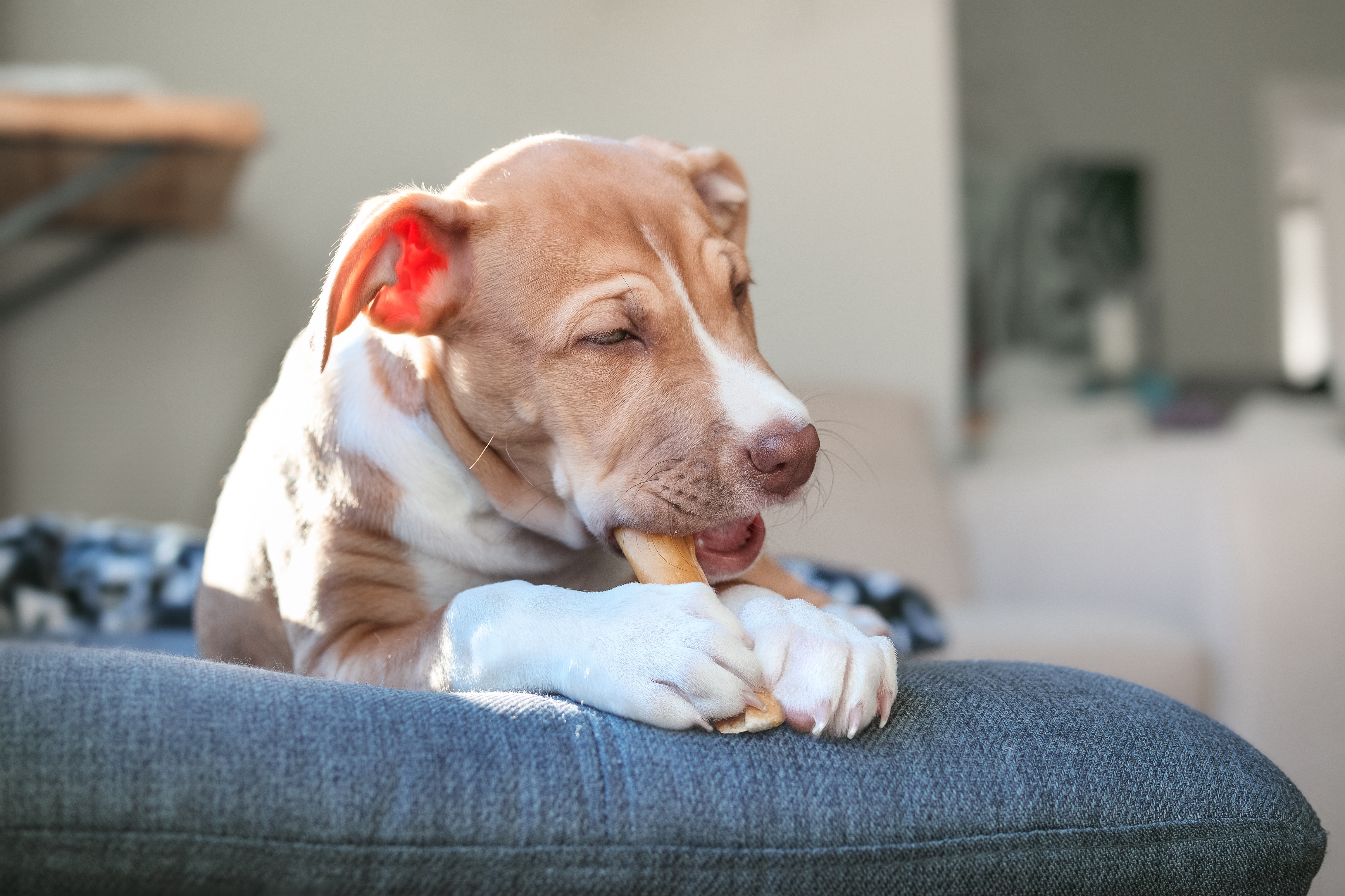 A dog chewing a dental treat at home