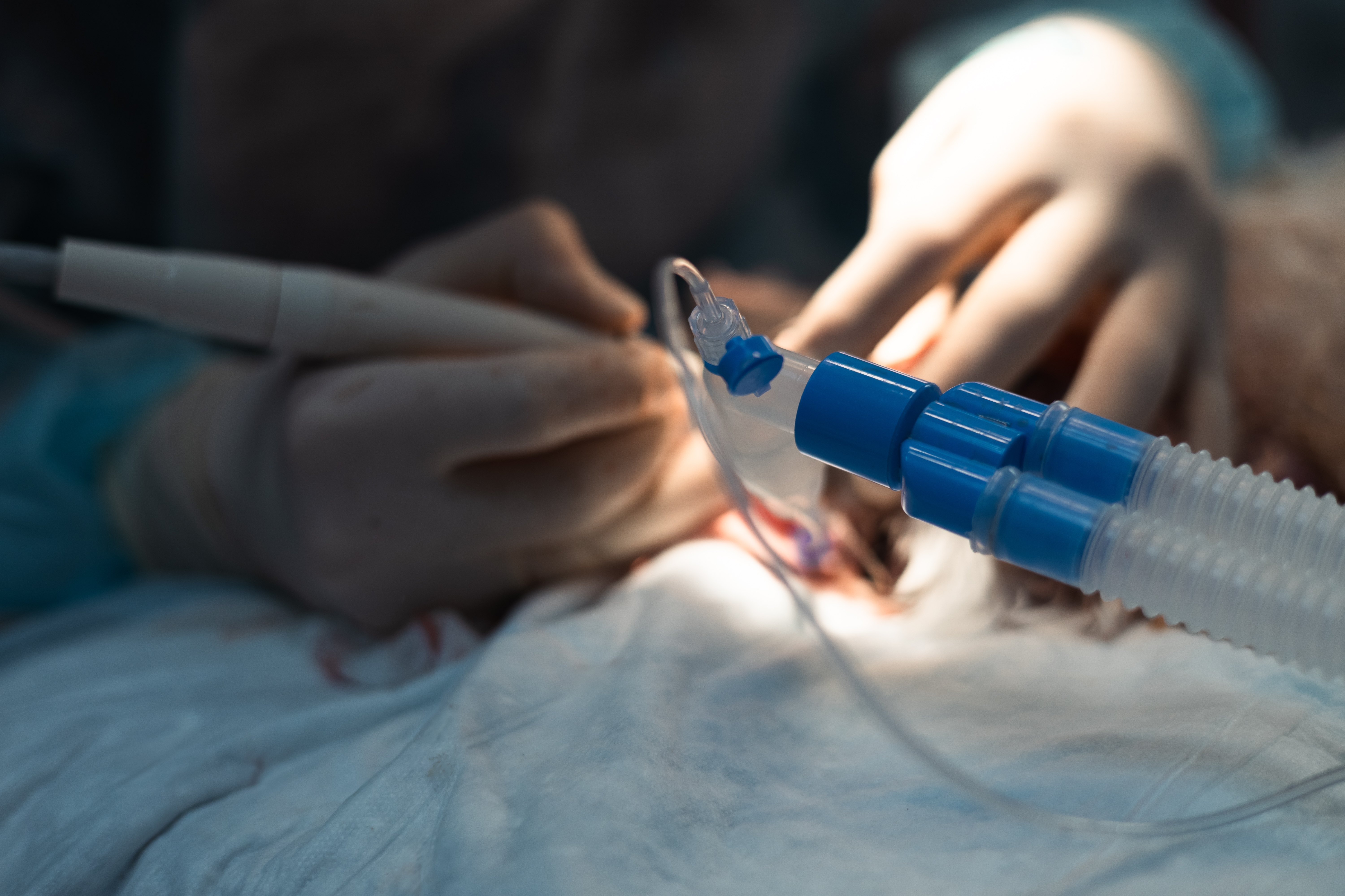 A cat receiving a professional dental cleaning