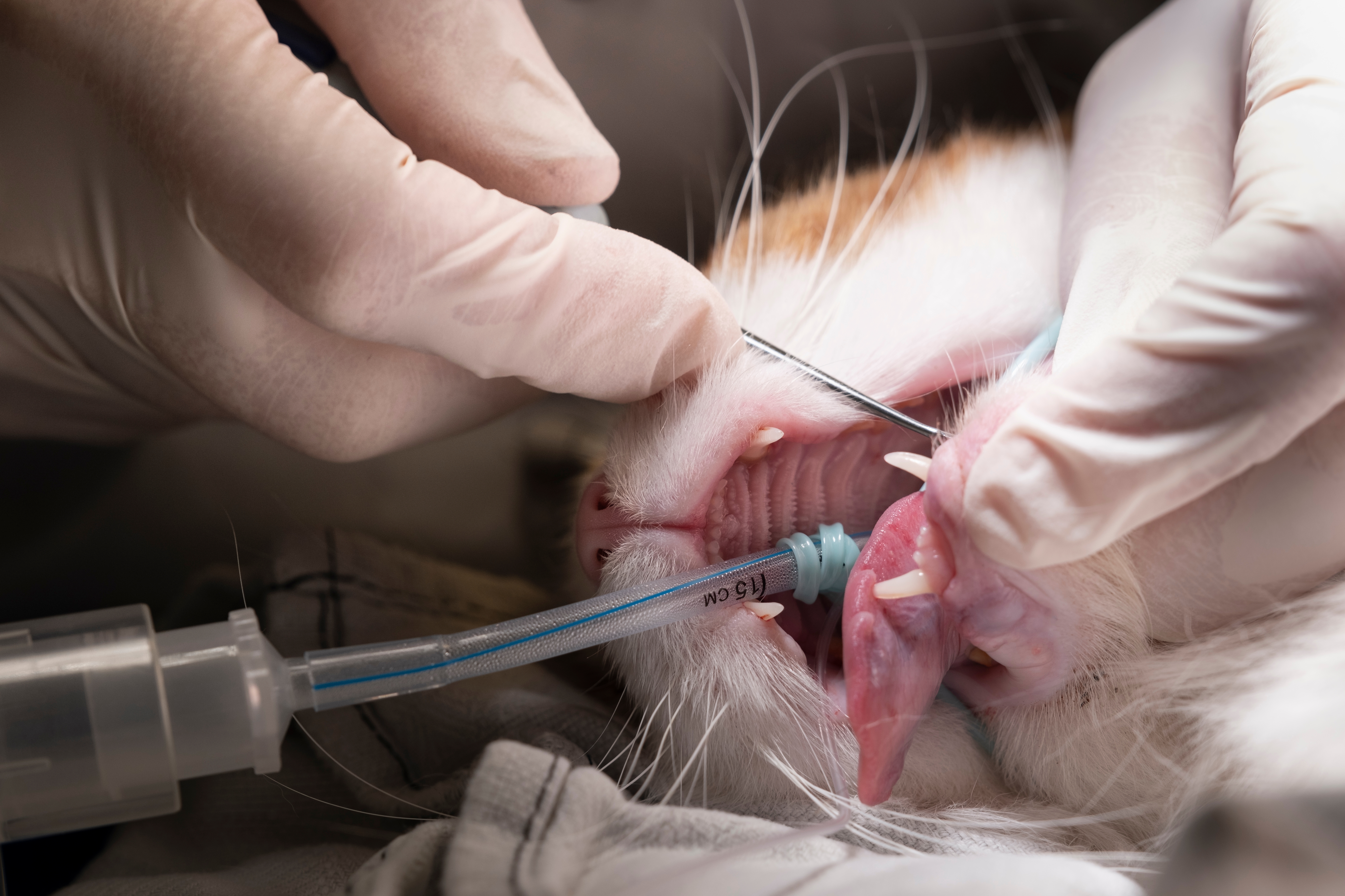 Anesthesia monitoring equipment during a dental procedure