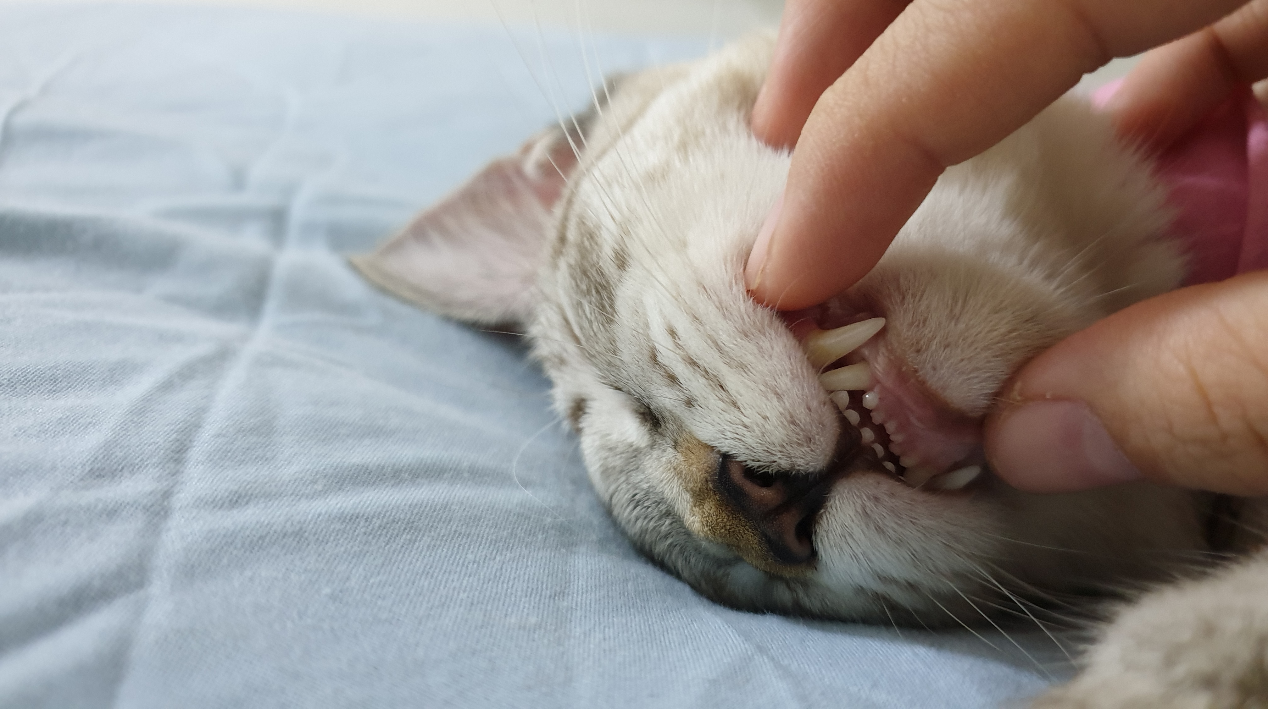 A pet under anesthesia during dental surgery