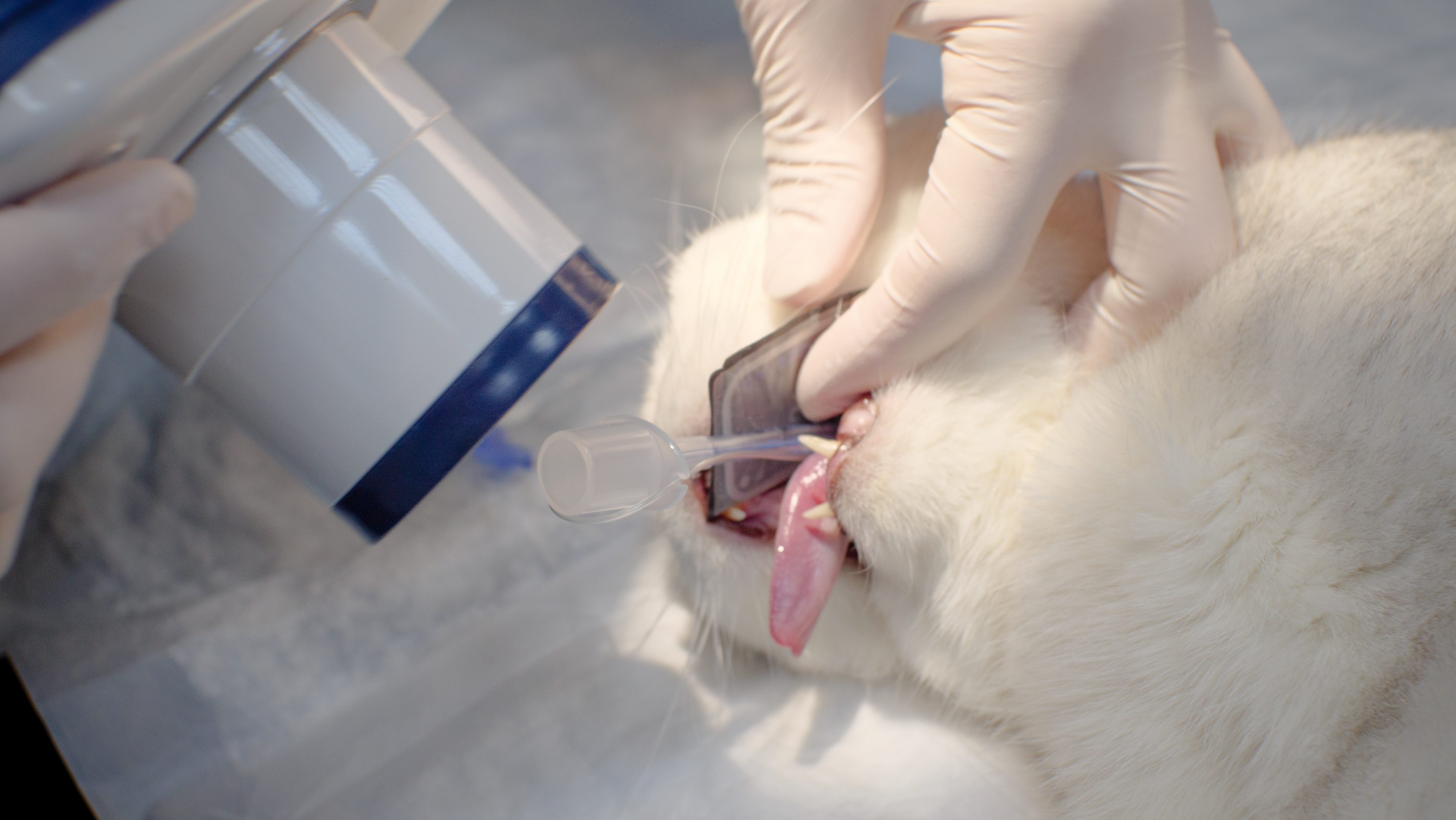 A pet positioned for dental X-rays under anesthesia