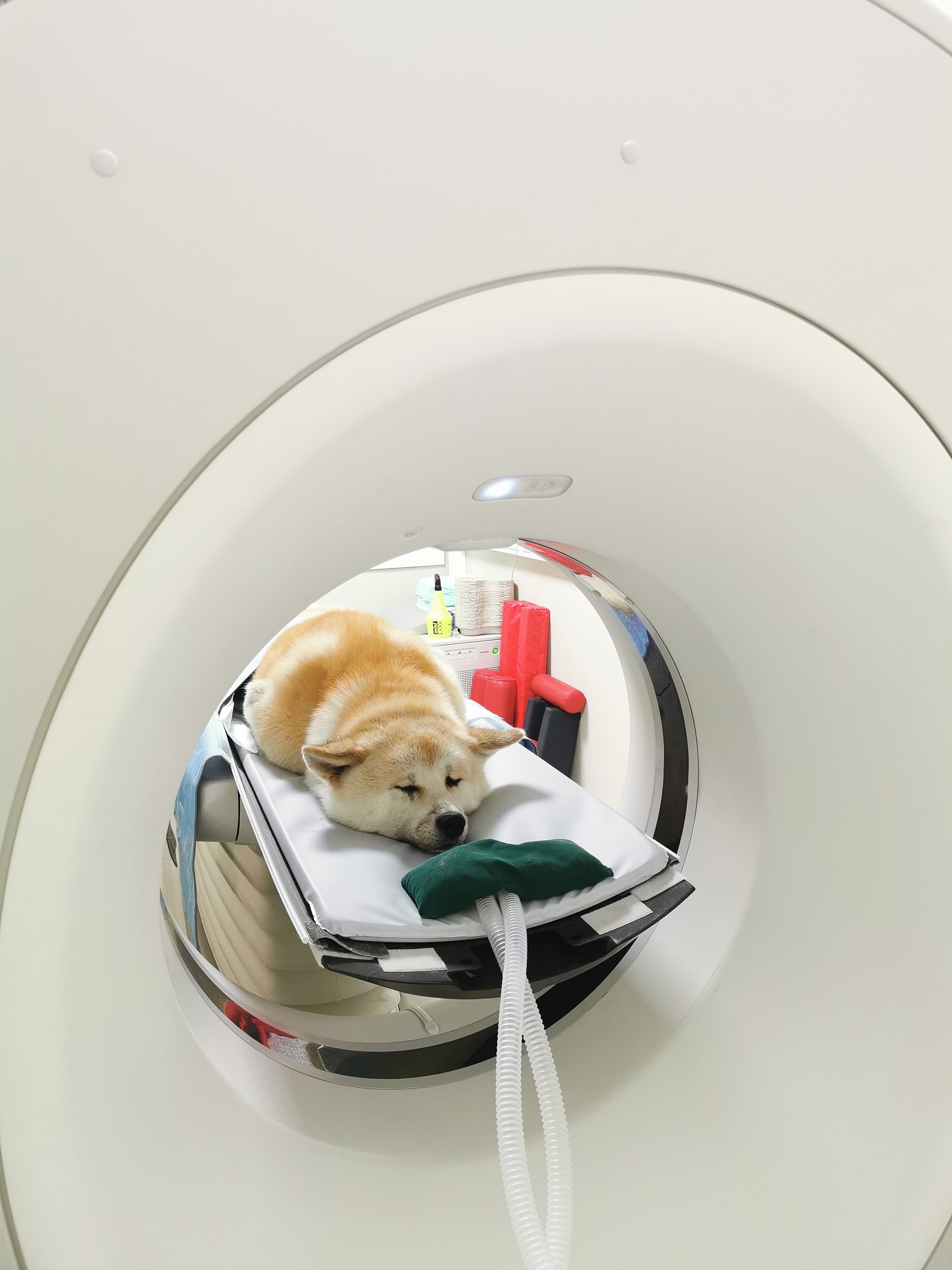 A pet undergoing a CT scan at Mesa West Pet Hospital