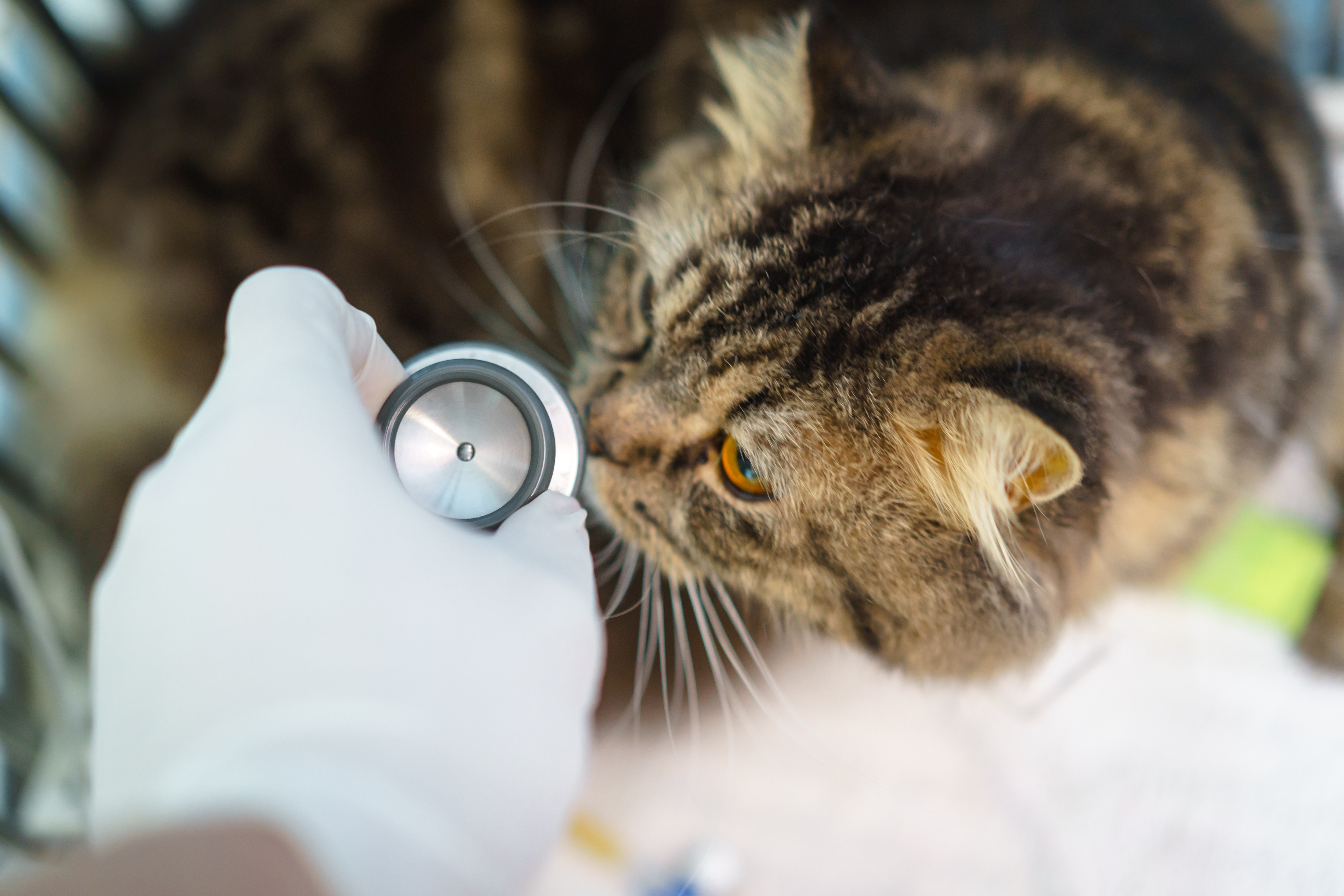 An echocardiography scan being performed on a pet at Mesa West Pet Hospital