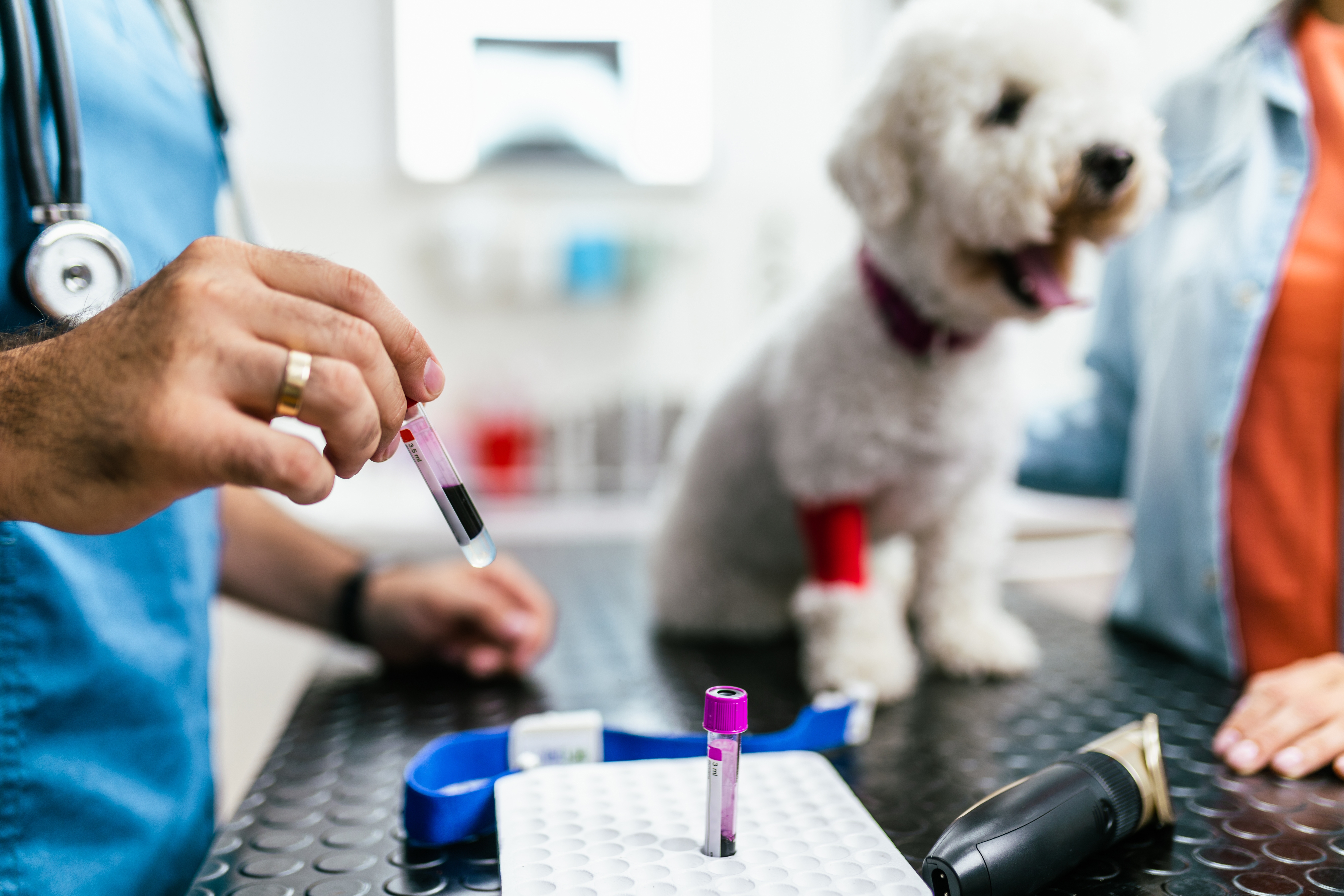 Laboratory diagnostic testing at Mesa West Pet Hospital