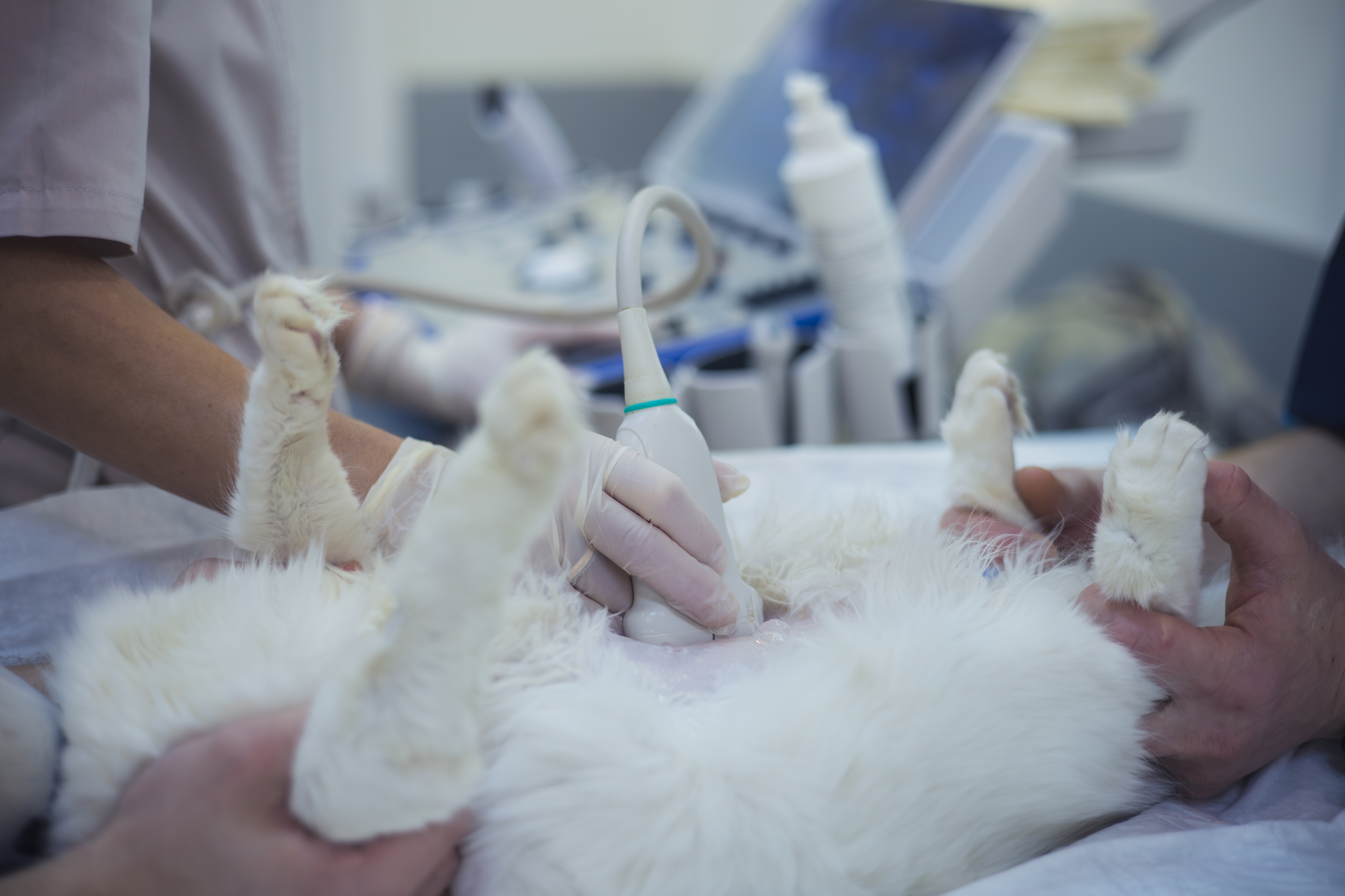 A cat undergoing an abdominal ultrasound examination at Mesa West Pet Hospital