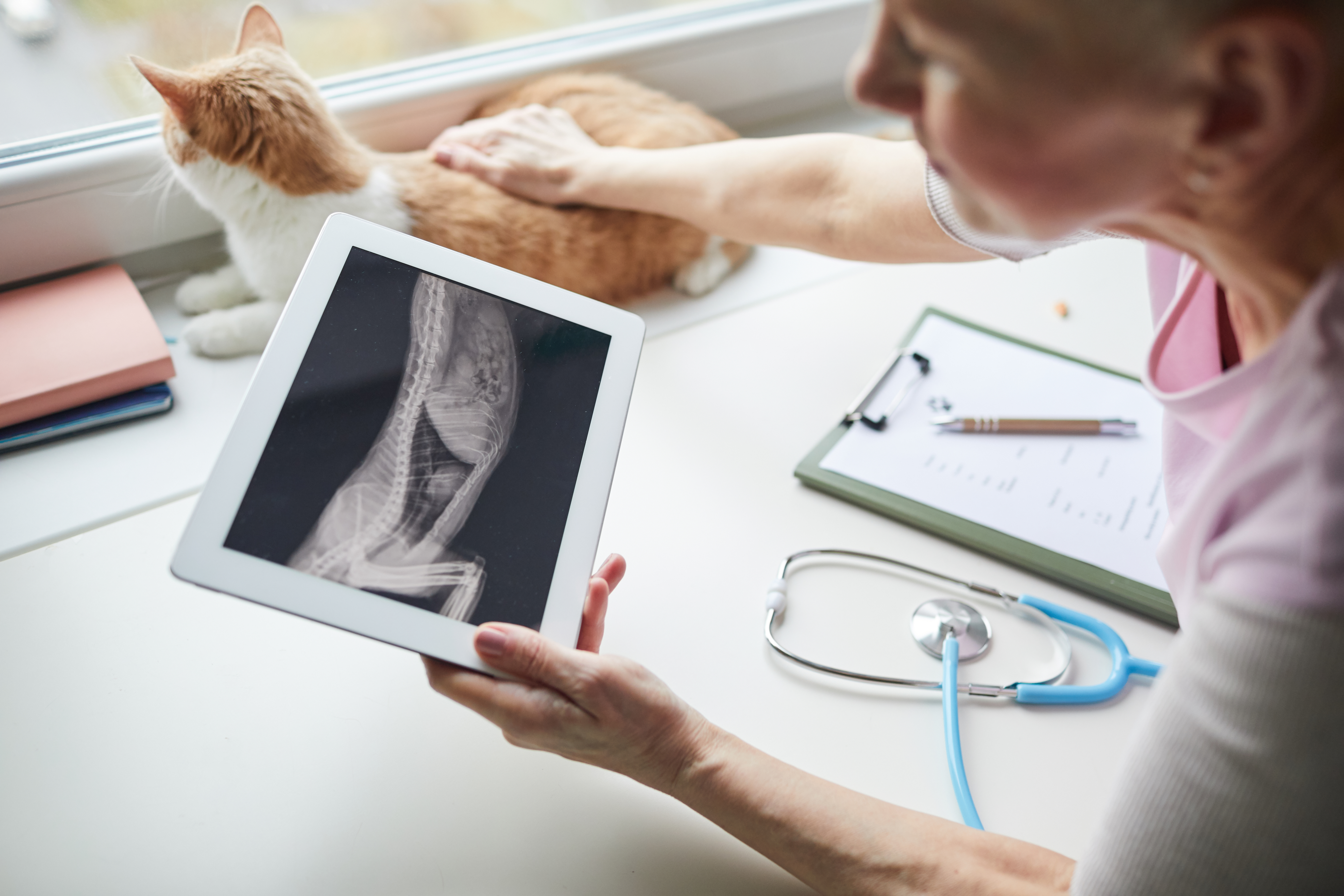 Digital X-ray imaging at Mesa West Pet Hospital