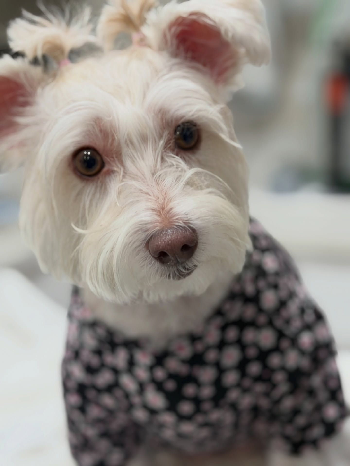A dog at an early-detection screening
