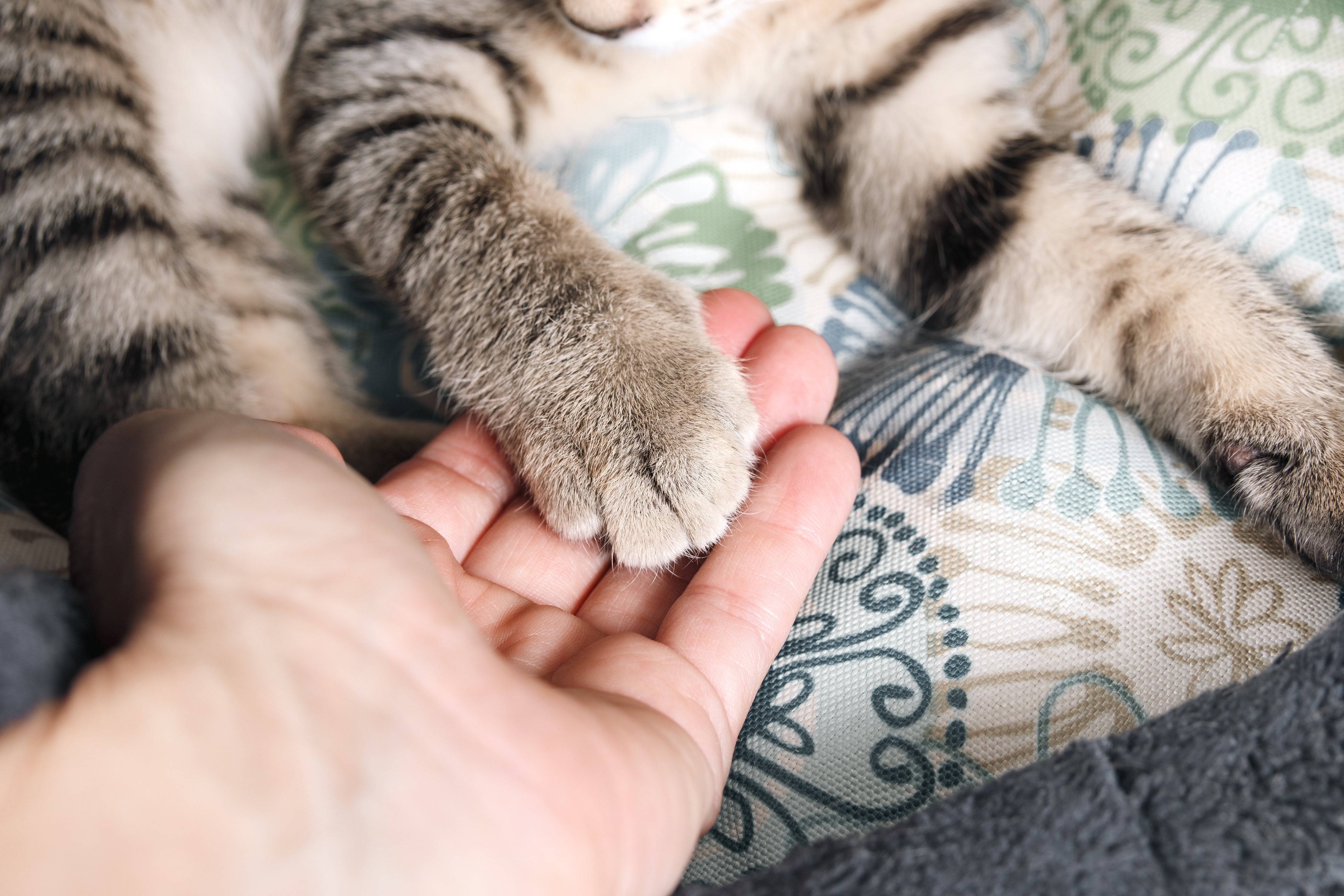 A pet at home surrounded by family during in-home euthanasia