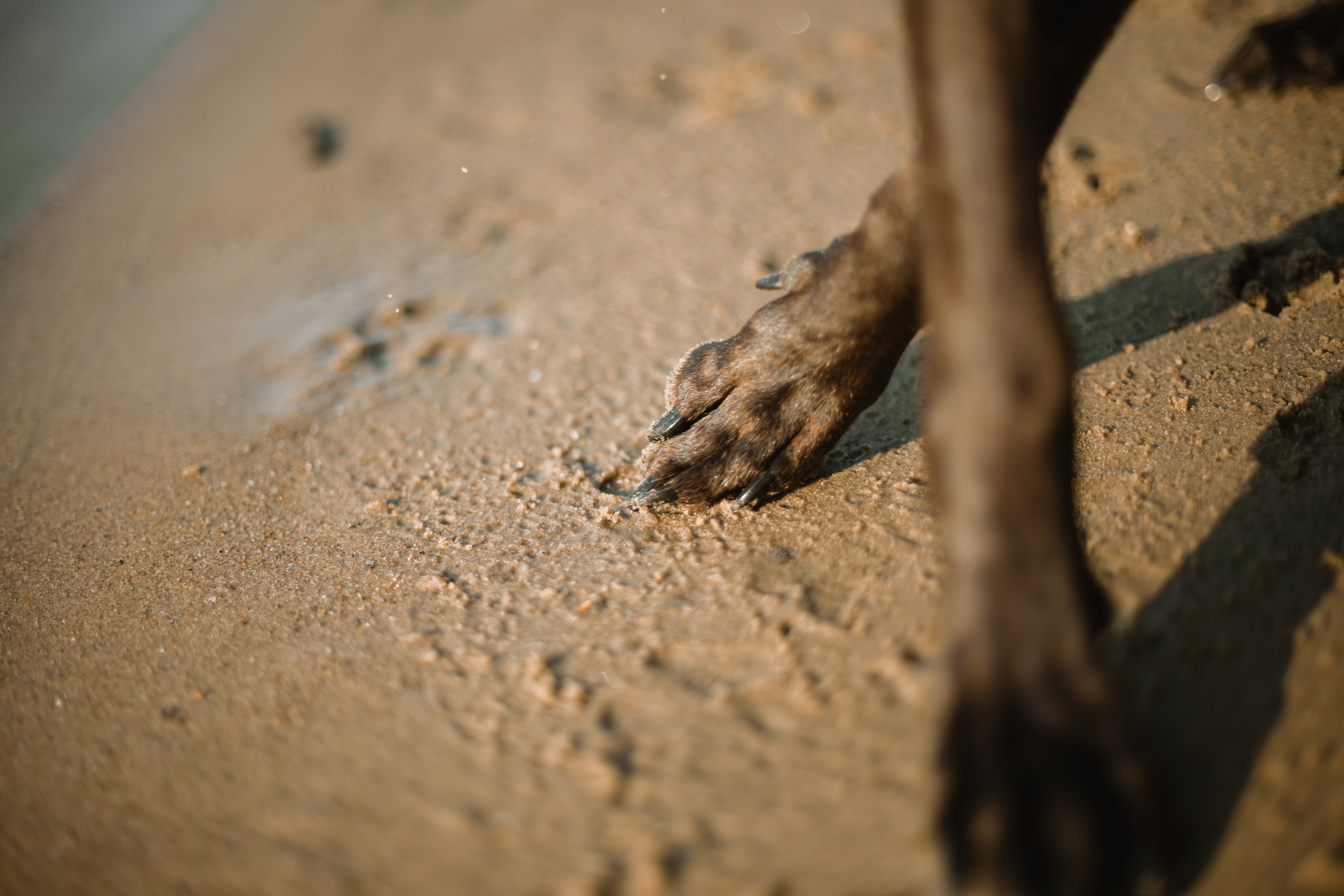 Comforting a pet during end-of-life care