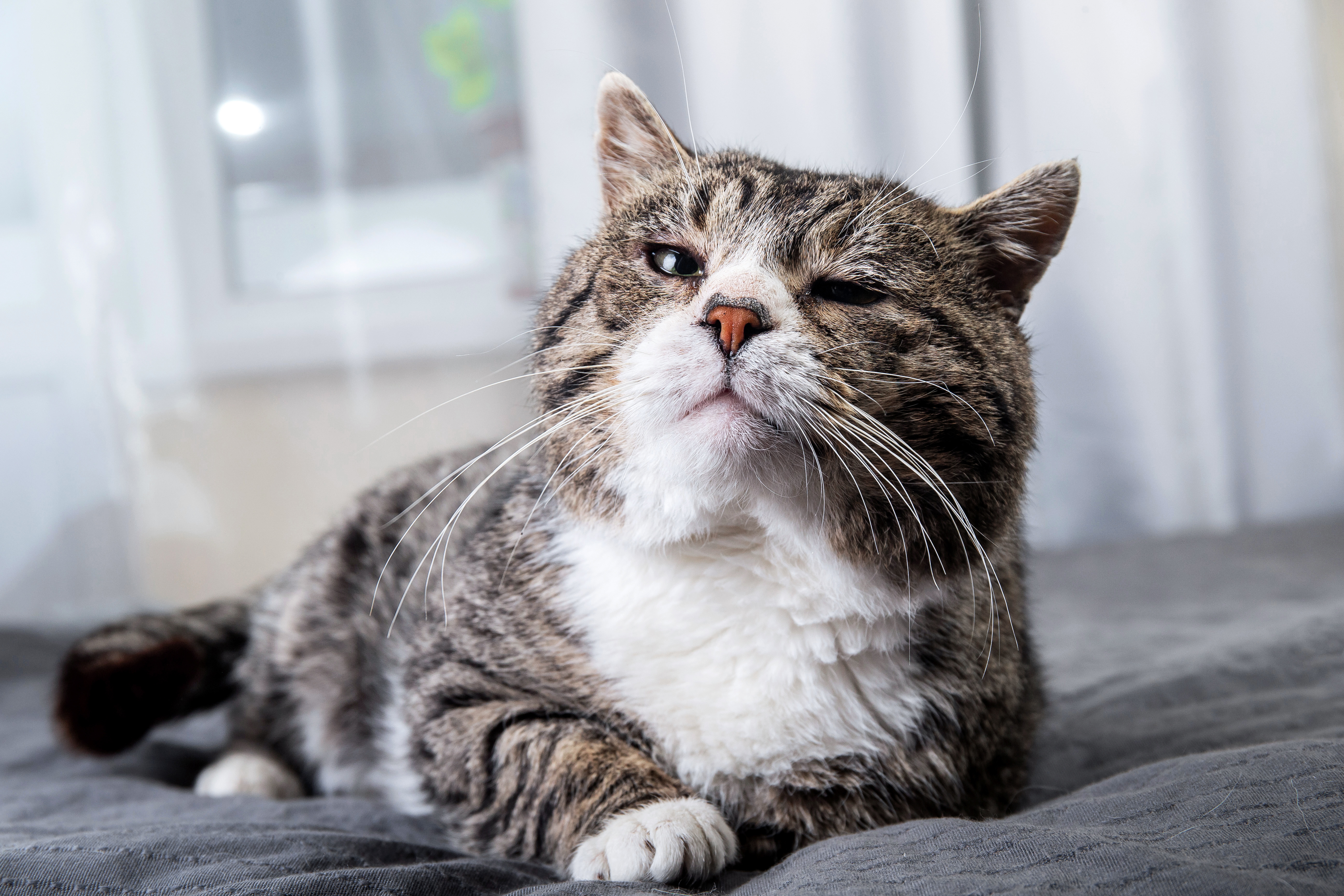 A pet resting comfortably during hospice and palliative care