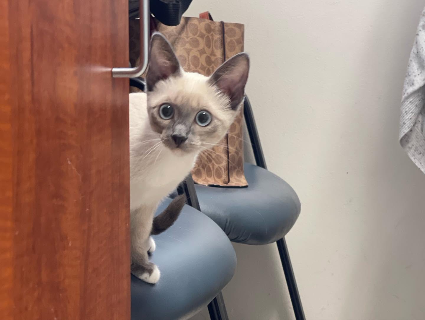 A cat protected from parasites