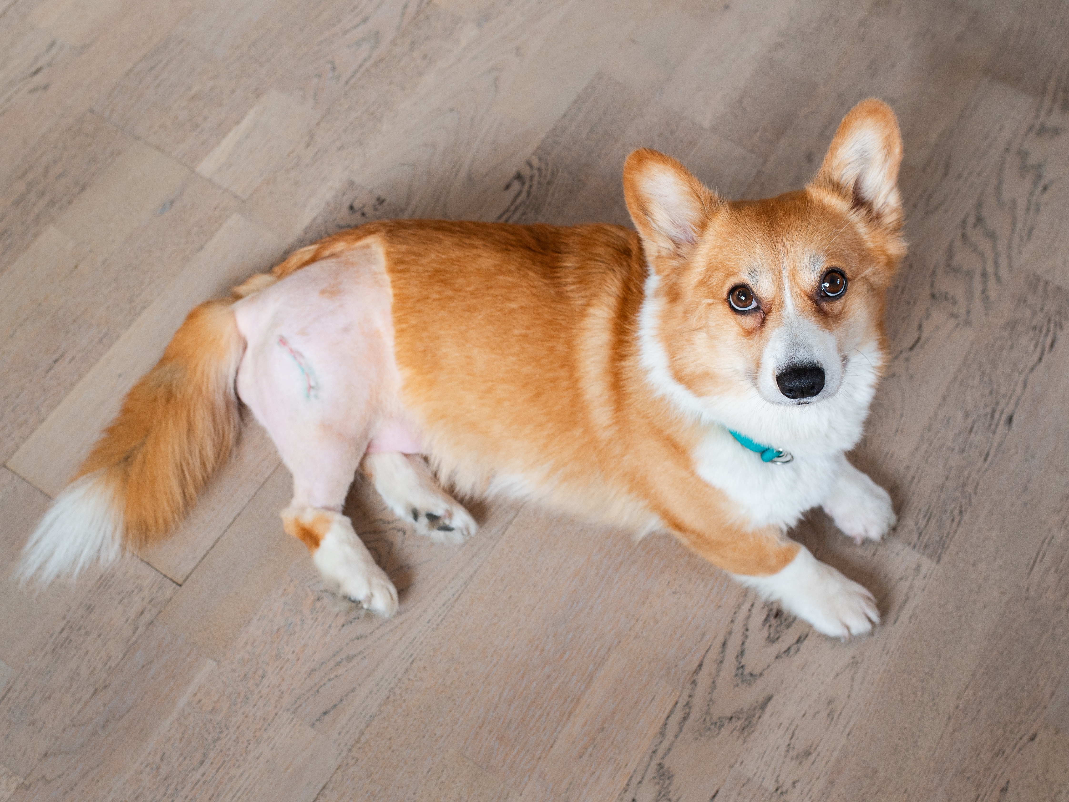 An orthopedic surgical procedure at Mesa West Pet Hospital
