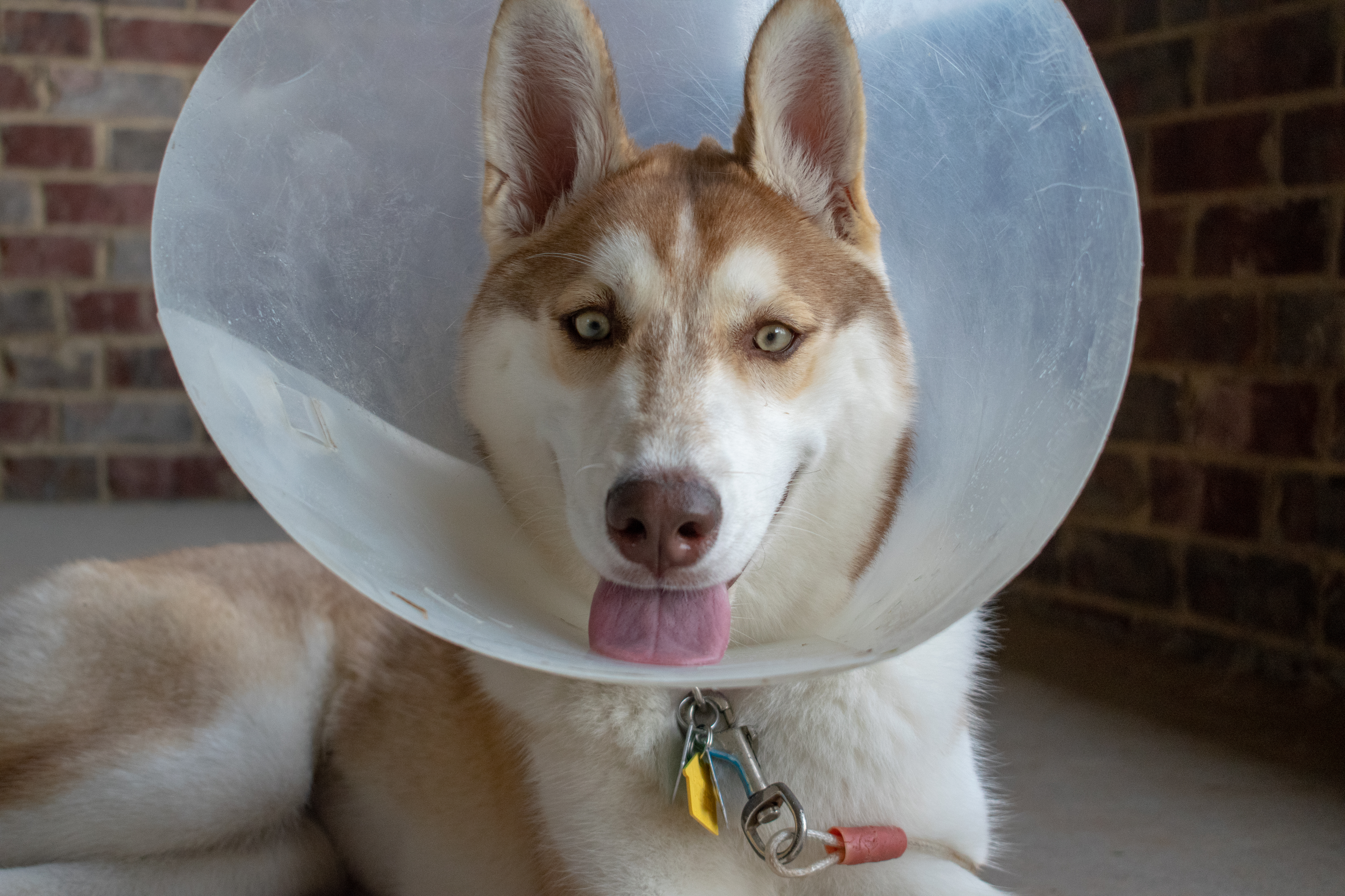 A soft tissue surgery in progress at Mesa West Pet Hospital