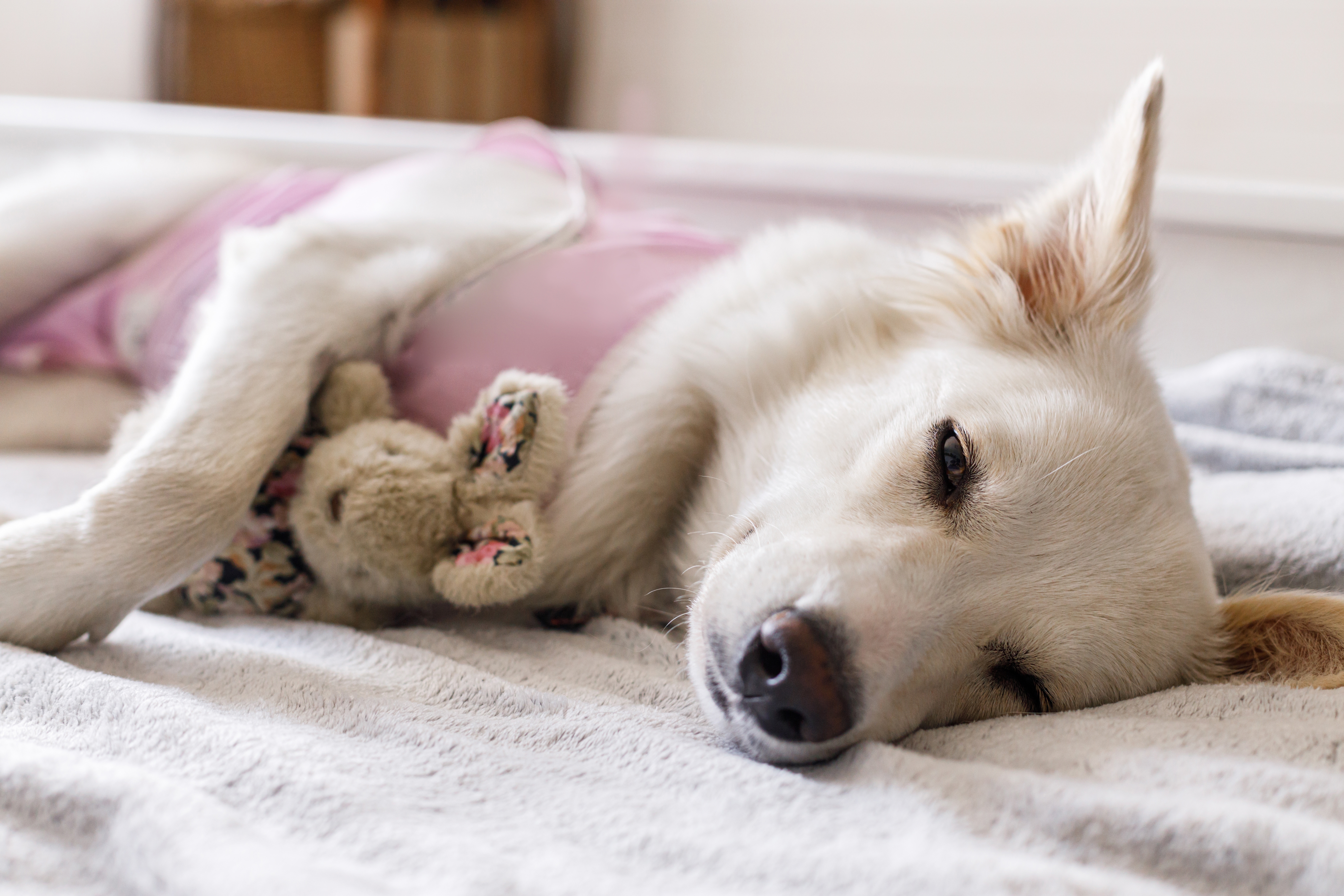 A pet prepared for a spay or neuter procedure at Mesa West Pet Hospital