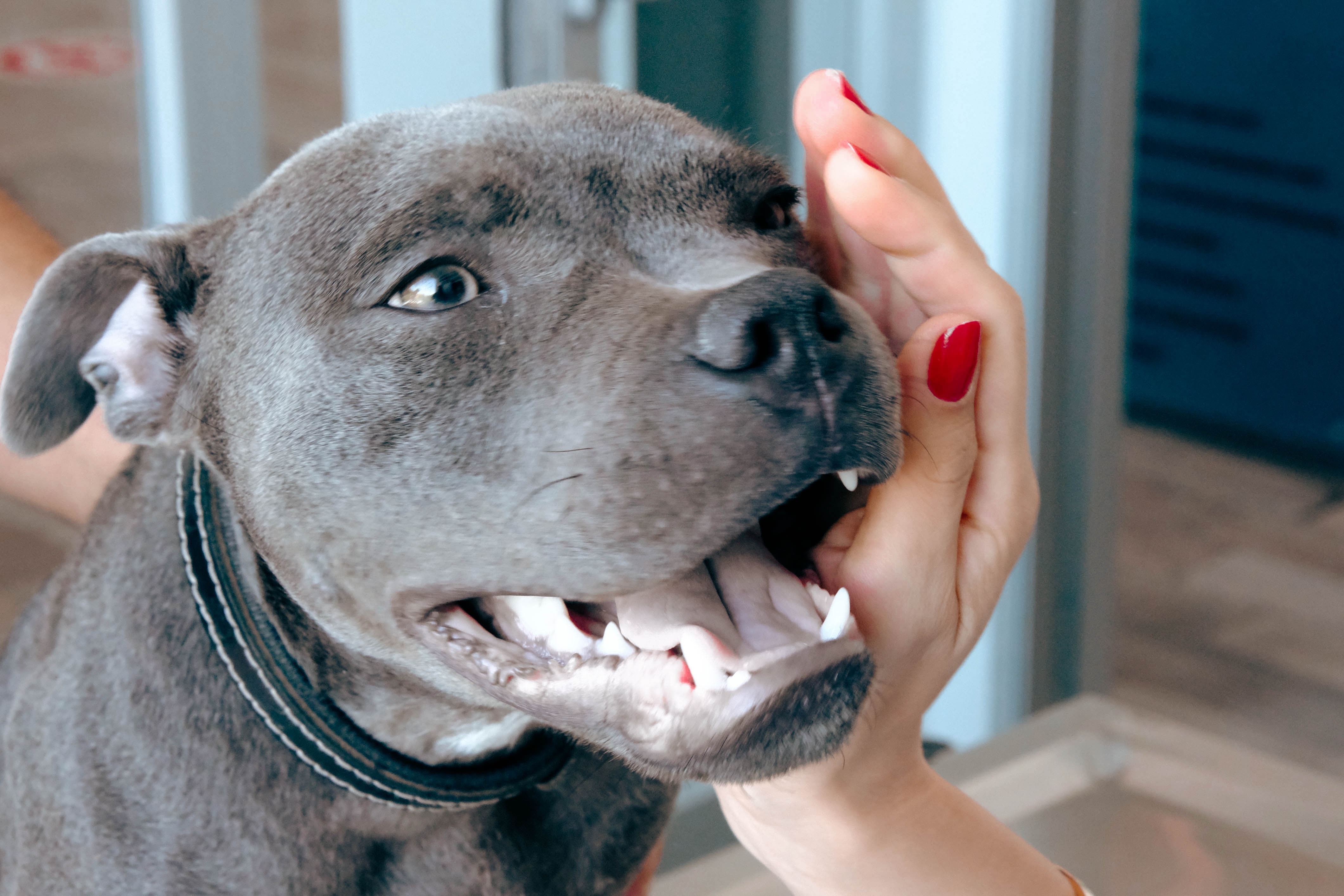 A dog recovering after TPLO knee surgery at Mesa West Pet Hospital