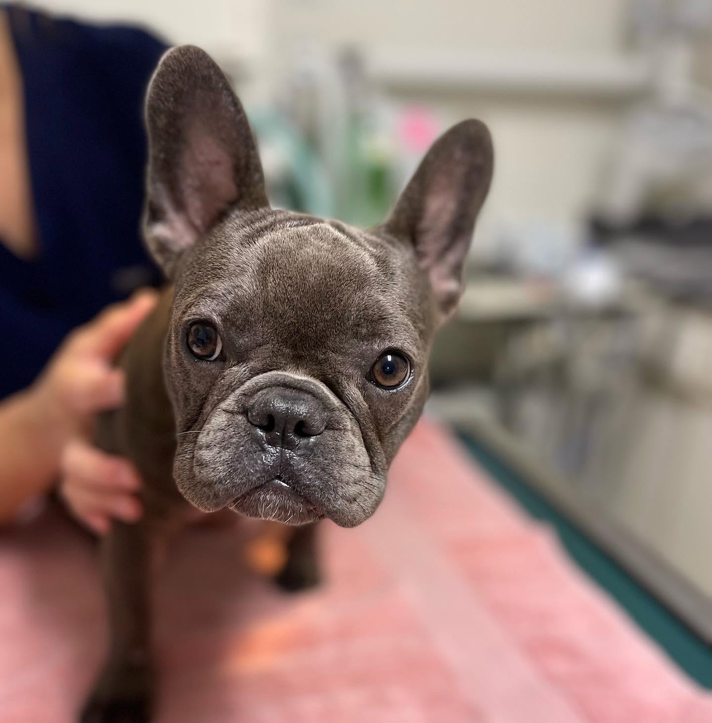 A pet examined nose to tail