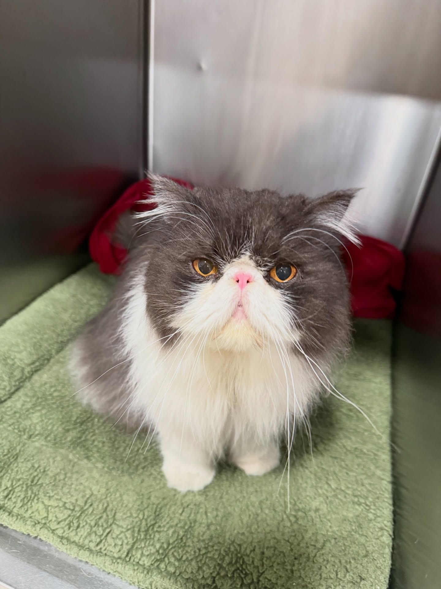 A cat at a Mesa West wellness visit